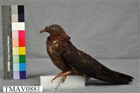 藏品(紫林鴿)的圖片